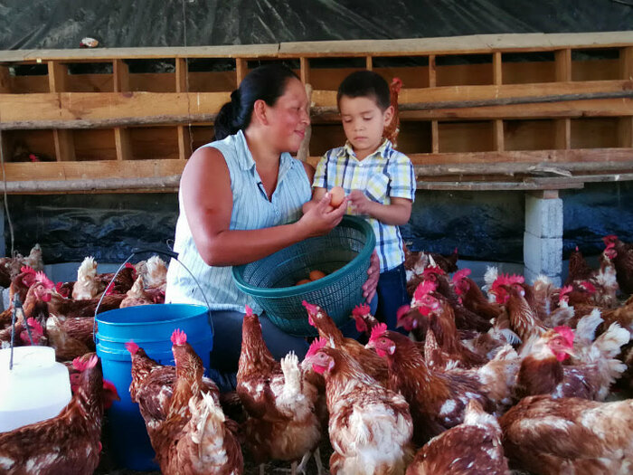 Mother and son picking eggs from their poultry farm